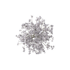 Isolated Magnolia stellata plant on transparent canvas from top view © Fouzia