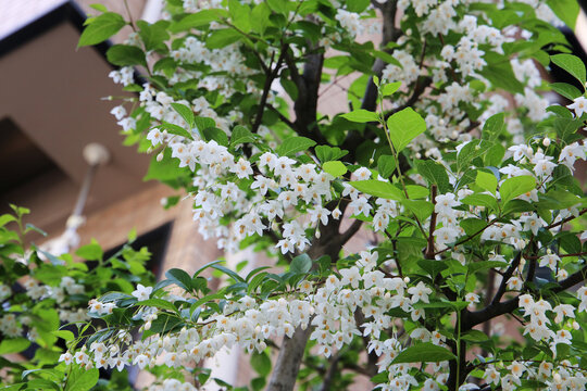 Beautiful white Japanese Snowbell flowers blooming on a tree.