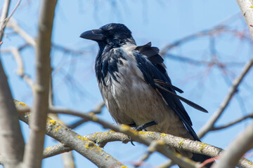 Obraz premium Crow on branch against blue sky
