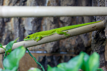 Fototapeta premium Bright green lizard rests on a bamboo-like branch