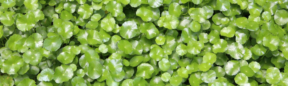 Green Asiatic pennywort or Centella asiatica leaves