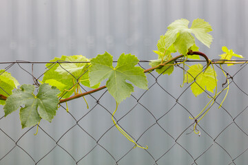 Obraz premium Green grapevine leaves cling to chain-link fence, showing early spring growth
