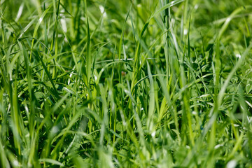 Naklejka premium Fresh green grass blades in morning sun