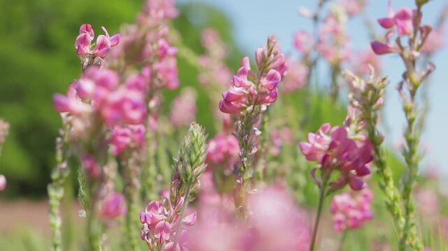 Close-up of green wheat spikes growing in a field with soft pink wildflowers in the background, shallow depth of field and natural light in agricultural landscape