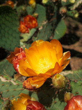 Beautiful orange blossom of Prickly Pear Cactus flower (Opuntia humifusa) in Texas spring. Closeup.