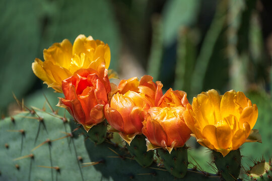 Beautiful orange and yellow blossoms of Prickly Pear Cactus flower (Opuntia humifusa) in Texas spring. Closeup.