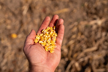 Fototapeta premium Corn kernels macro in hand. Corn seeds showing agriculture yield and harvest season. Maize grain with organic crop and farming concept. Grain food with natural detail and countryside background.