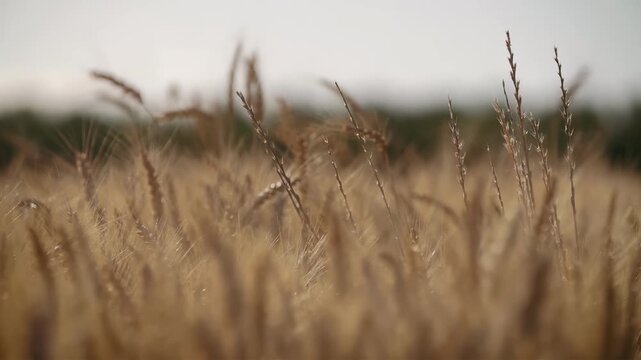 Golden wheat field swaying gently in the breeze under a soft sky