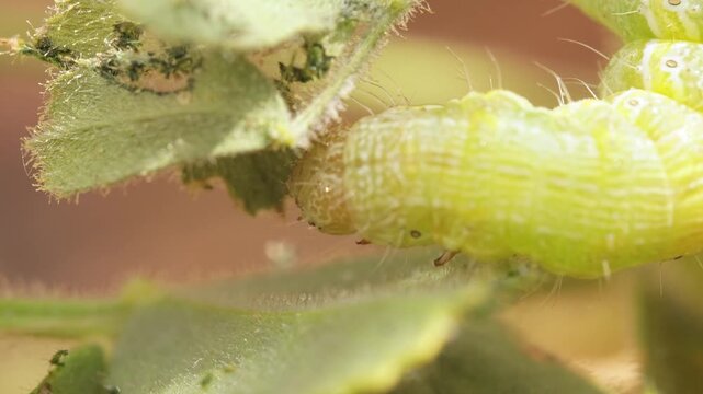 Macro close up of caterpillar feeding on chickpea leaf near chickpea pod, agricultural pest insect causing crop damage on chickpea plant in natural farming environment