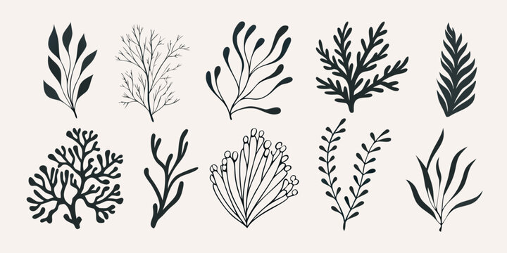Hand drawn seaweed and marine plant collection botanical illustration