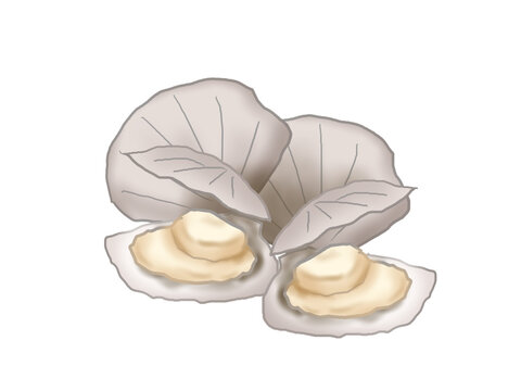 An illustration showing a scallop with its shell open.