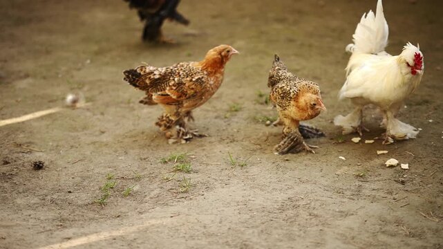 Brahma chickens on a sustainable eco farm, high-productivity poultry breed concept, decorative large chickens with feathered legs in rural backyard, organic livestock farming. Light Brahma