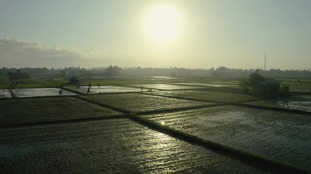 Aerial view of flooded rice paddies reflecting the morning sun with farmers working in the fields and distant trees under a hazy sky in Bali, Indonesia.