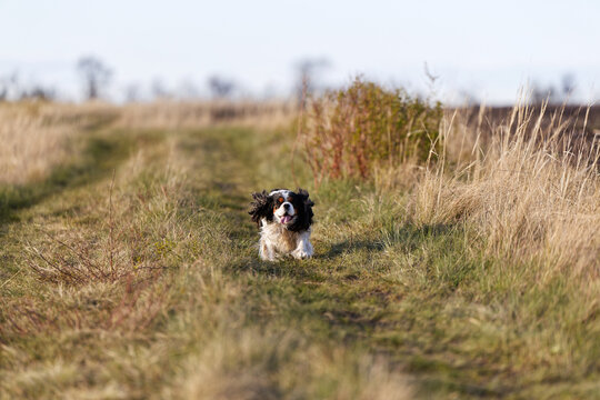 A joyful Cavalier King Charles Spaniel dog runs directly toward the camera with ears flapping in the wind