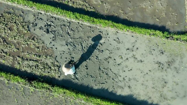 Aerial view of a farmer wearing a conical hat while working in a muddy rice paddy field with green grass borders in Bali, Indonesia.