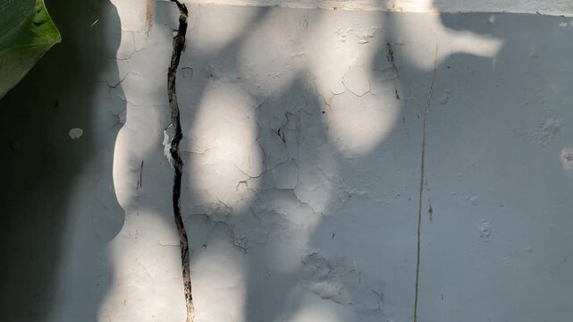 Shadows of leaves foliage reflected on grey weathered cracked wall of old building. Abstract video background. Vertical video