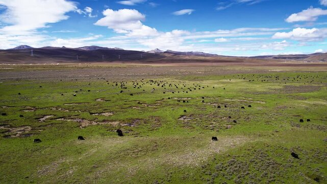 Yak Herd Grazing on Vast Highland Grassland