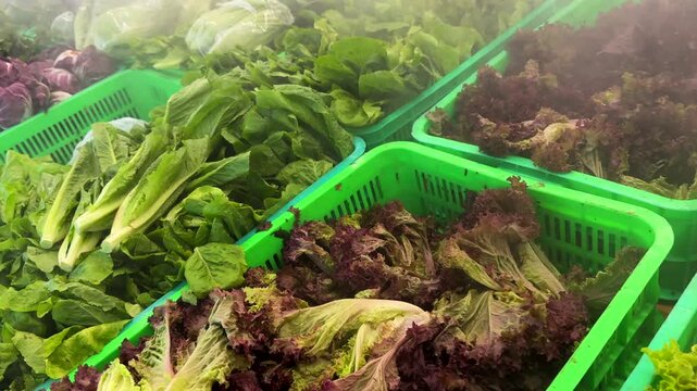 Close up motion of Mixed Green and Red Leaf Lettuce Variety in Supermarket Produce Bins and Mist Spray System