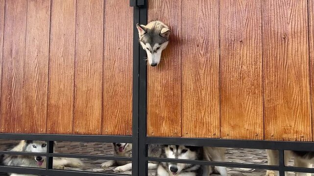 Funny Siberian Husky peeking through a hole in a wooden fence gate