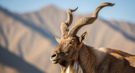 Fototapeta premium Markhor goat with large twisted horns head portrait. Wild mountain mammal standing in nature. Rare herbivore animal in natural habitat, majestic species of goat, wilderness wildlife.