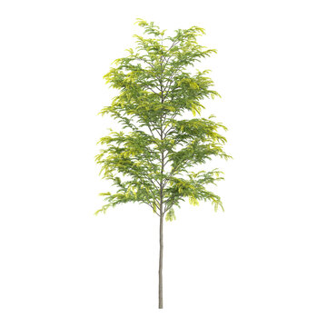 3d illustration of Green gleditsia triacanthos plant isolated on transparent background