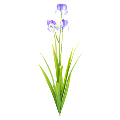 Fototapeta premium 3d illustration of Iris tectorum plant isolated on transparent background