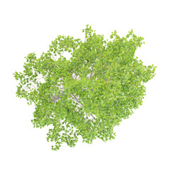 Obraz premium 3d illustration of Italian alder plant isolated on transparent background from top view