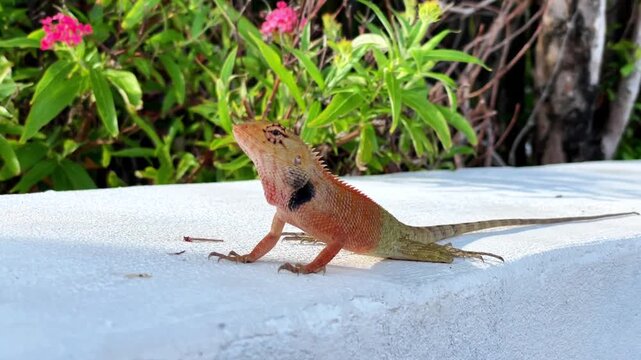Approaching a calote lizard (Calotes versicolor), perched on a light-colored surface among tropical vegetation. The brightly colored reptile is attentively observing its surroundings.
