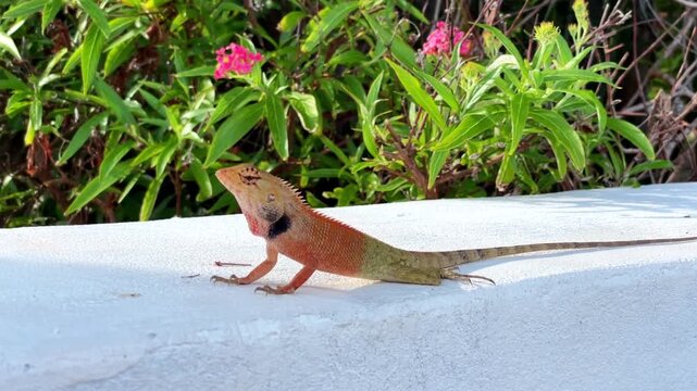 An approach to a tropical lizard, the calotes versicolor, also known as the eastern garden lizard. The reptile, with its vibrant orange-green coloring, sits on a light-colored surface.