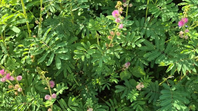 Lush Field of Mimosa Pudica Plants with Pink Flowers Under Bright Sunlight