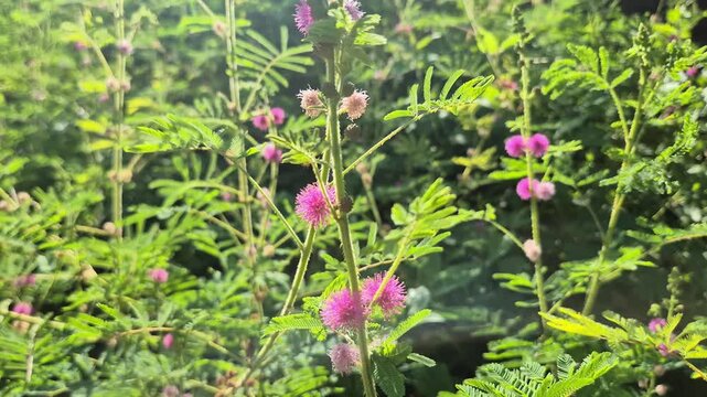 Beautiful Pink Mimosa Pudica Flowers Blooming Under the Bright Morning Sunlight