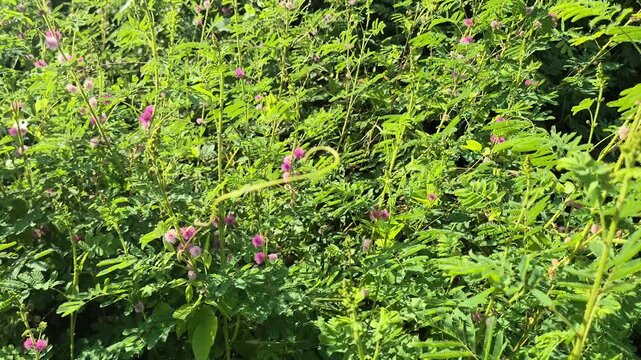 Lush Field of Mimosa Pudica Plants with Pink Flowers Under Bright Sunlight