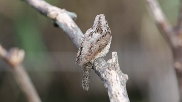 Rear View of Eurasian Wryneck (Jynx torquilla) Showing Camouflage Plumage Pattern