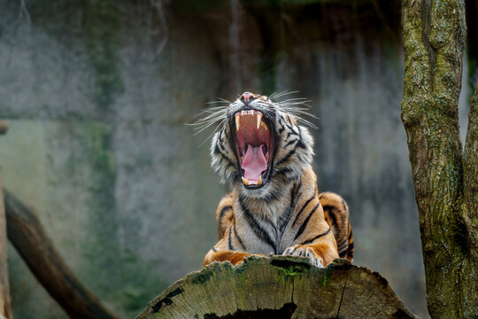 Sumatran tiger