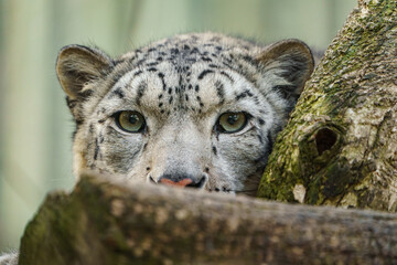 Obraz premium Snow leopard