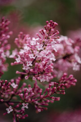 Fototapeta premium Blooming Lilac flowers with Shallow Depth of Field
