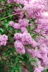 Obraz premium Purple lilac flowers blooming on branch with soft garden background