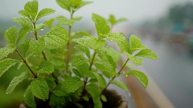 Tulsi plant in a clay pot during a rainy procession pilgrimage in India