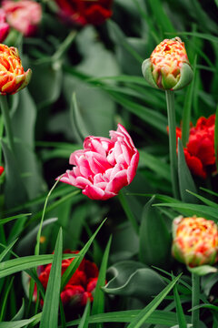 Pink tulip blooming among buds and foliage in spring garden