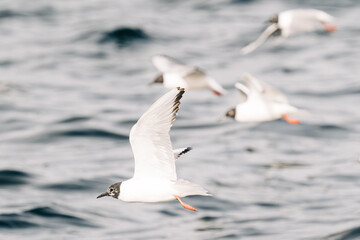 Fototapeta premium A flock of Bonaparte's gulls flying over the Salish Sea