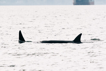 Bigg's Killer Whales T420 and T421 in Samish Bay © Cavan