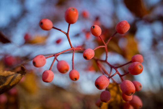 Red-pink speckled berries of a Korean mountain ash tree in autum