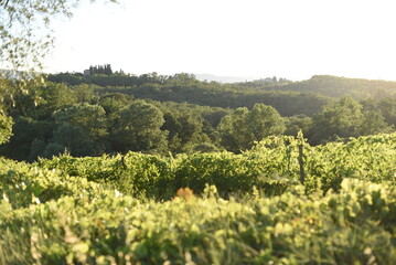 Obraz premium Vineyard in Tuscany, Italy, with sunlit hills. Scenic landscape