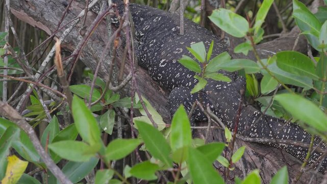 A large spotted monitor lizard sits on a tree by a river in the jungles of Sri Lanka