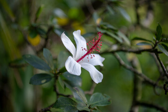 White Hawaiian hibiscus flower blooming in a lush Manoa Valley forest