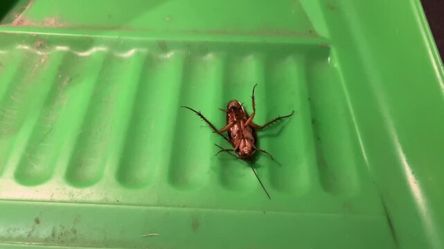 Dead cockroach lying upside down on a green plastic surface, pest control concept