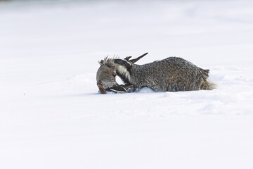 European badger Meles meles dragging bird carcass across deep snow in winter © michal