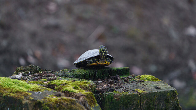 Red-eared slide