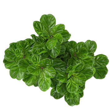 3D rendering of  Fiddle-leaf fig plant on transparent background from the top view