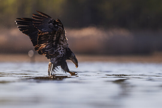 Wet Haliaeetus leucocephalus Bald Eagle stepping across calm water surface
